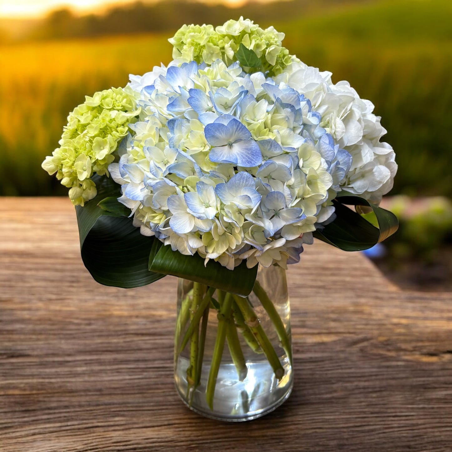 Hydrangea Special *Colors May Vary* – SHELTON'S FLOWERS, Amarillo TX
