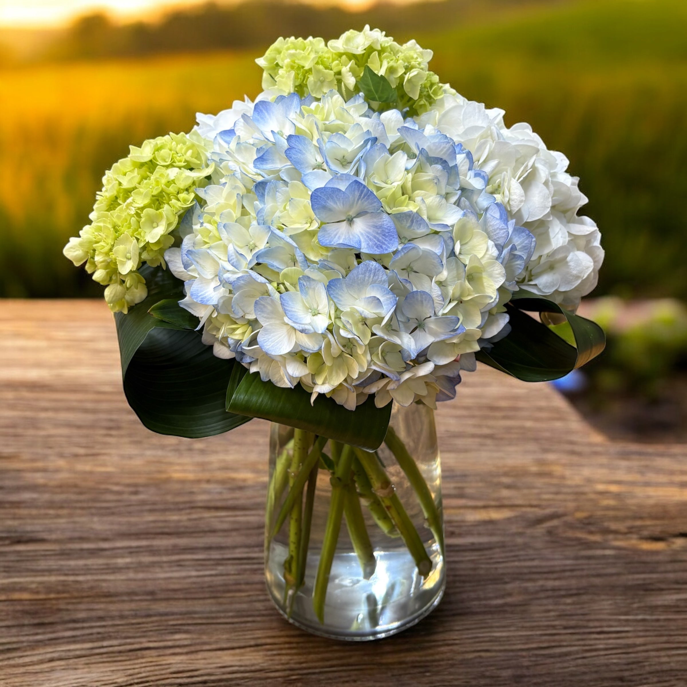 Hydrangea4937　0203 BLOOMING HYDRANGEA (Color may vary) in Opelika, AL - THE NEW
