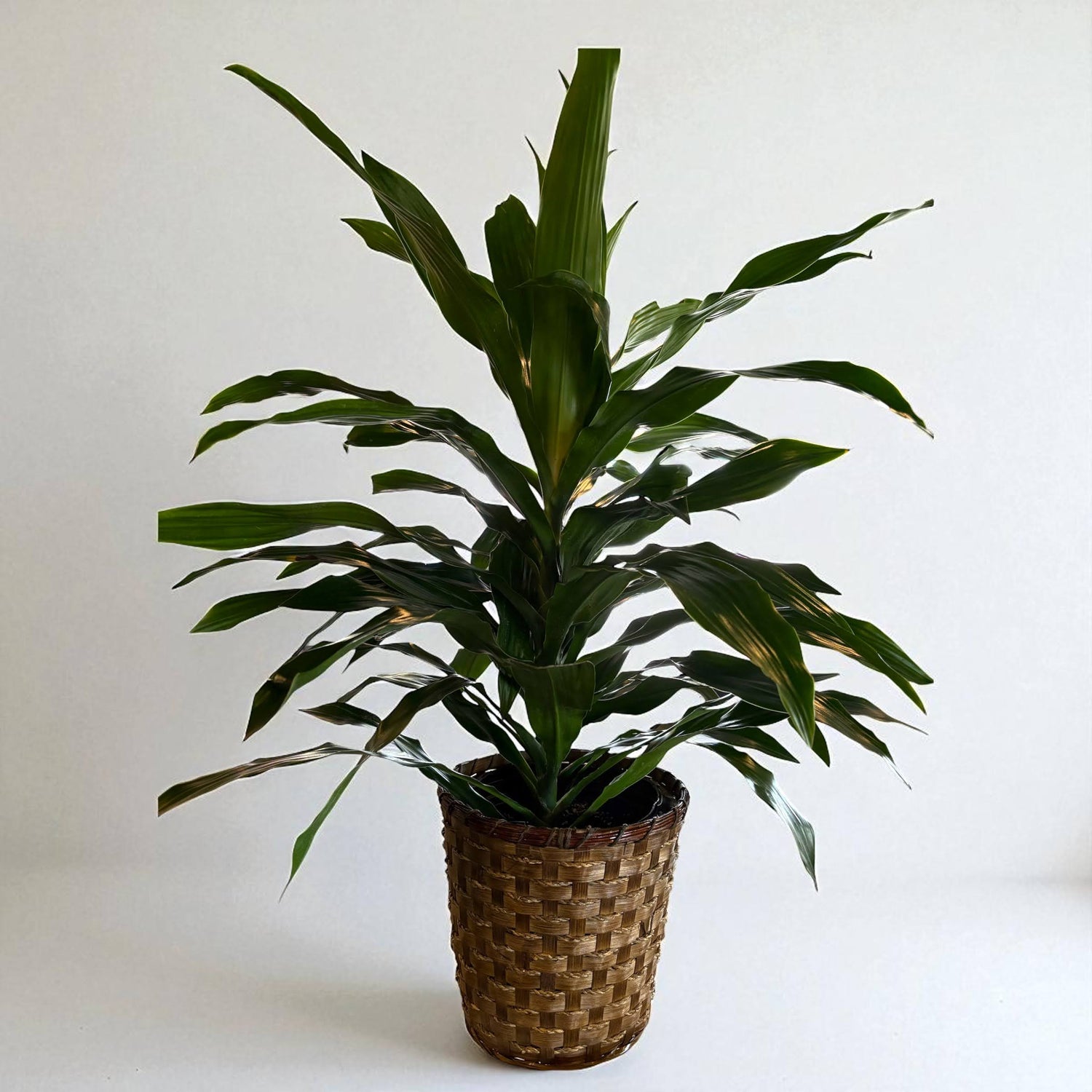 Janet Craig - Floor Plant
