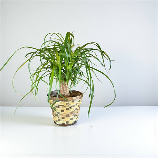 Pony Tail Palm