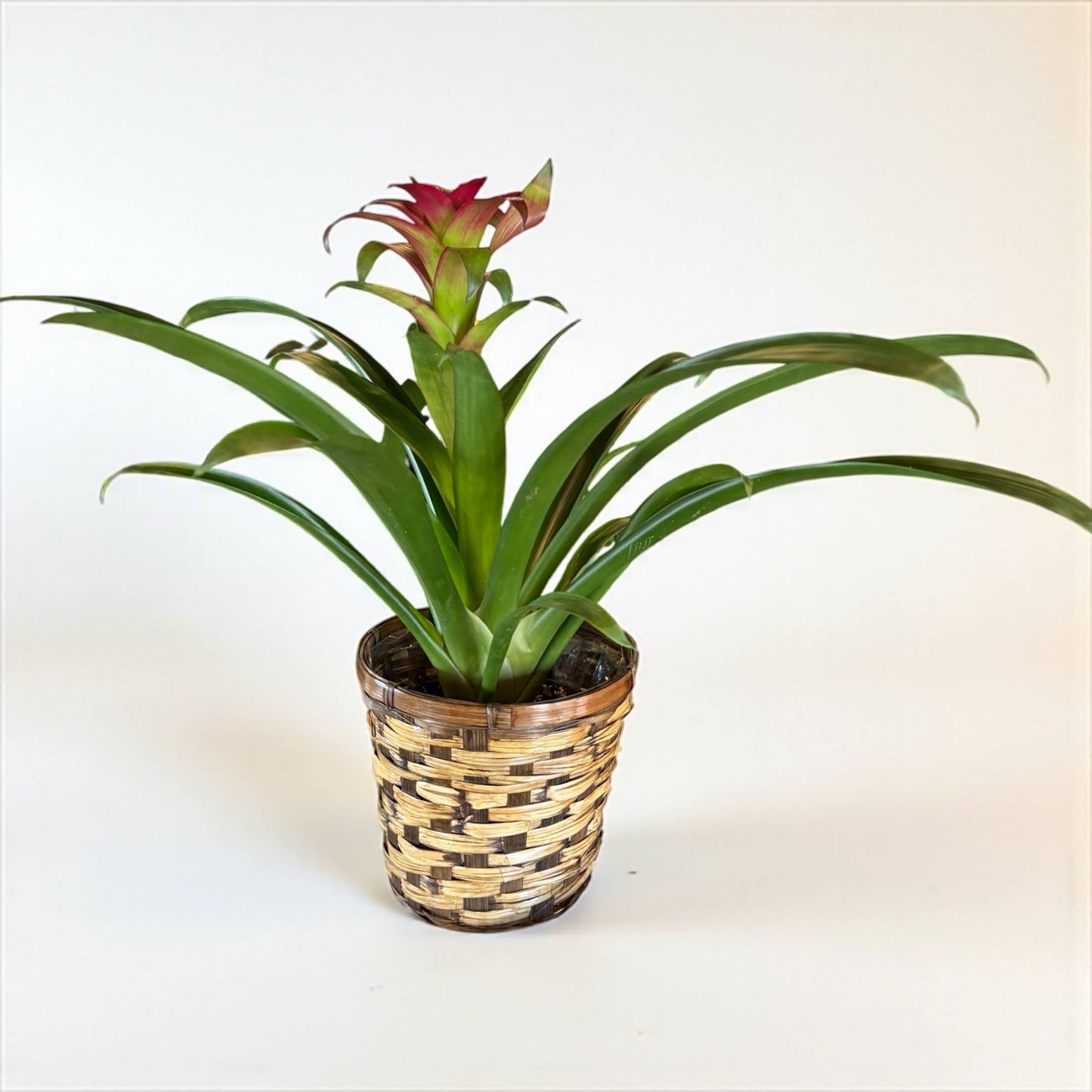 Tropical Bromeliad