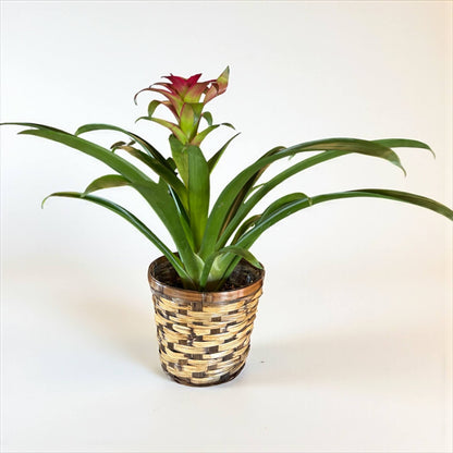 Tropical Bromeliad – SHELTON'S FLOWERS, Amarillo TX