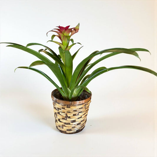 Tropical Bromeliad
