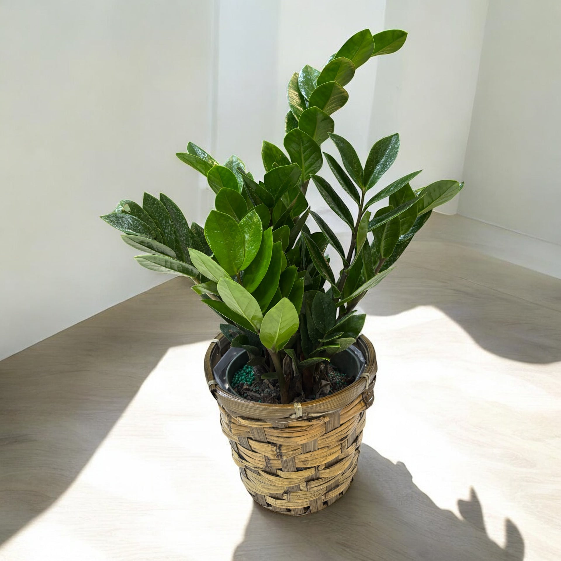 zz plant arrangements Tabletop ZZ Plant