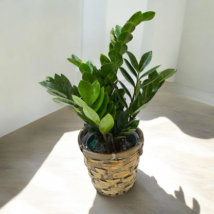 Tabletop ZZ Plant – SHELTON'S FLOWERS, Amarillo TX
